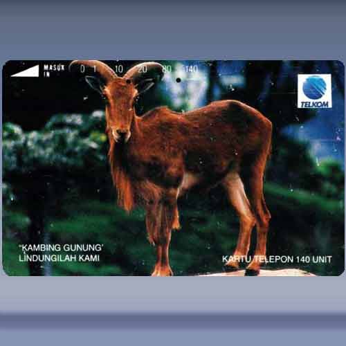 Kambing Gunung - Mouflon